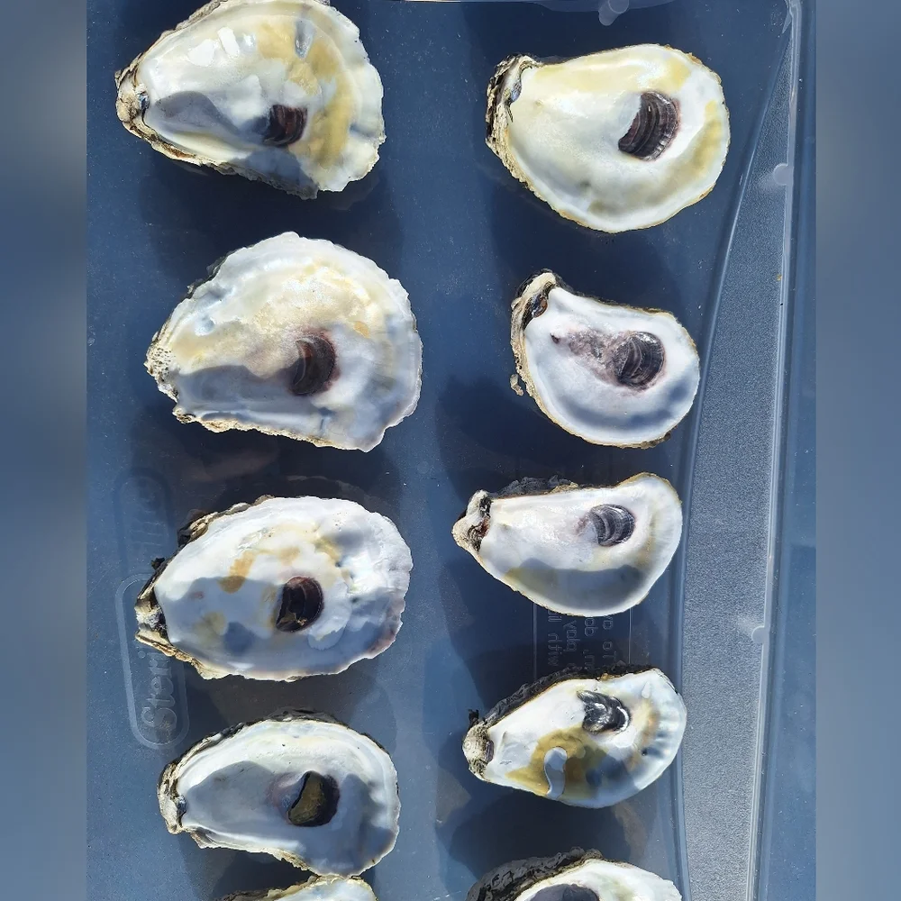 Oyster shells for crafts - 20pcs - Picture 1 of 3